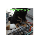 あずこもちょびちゃこ（個別スタンプ：23）