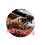 あんこくんのつぶやき（個別スタンプ：4）