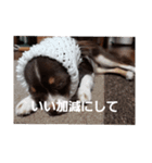あんこくんのつぶやき（個別スタンプ：6）