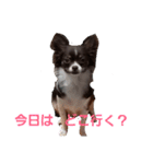 あんこくんのつぶやき（個別スタンプ：11）