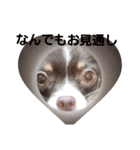 あんこくんのつぶやき（個別スタンプ：12）