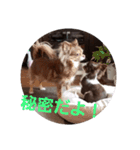 あんこくんのつぶやき（個別スタンプ：14）
