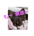 あんこくんのつぶやき（個別スタンプ：16）