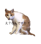 愛猫jassスタンプ（個別スタンプ：1）