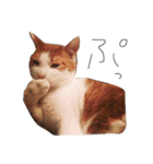 愛猫jassスタンプ（個別スタンプ：6）