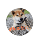 コロコロ ころ太5（個別スタンプ：13）