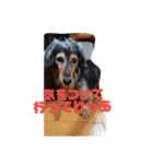 りくじぃの尾張弁（個別スタンプ：11）