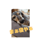 りくじぃの尾張弁（個別スタンプ：12）