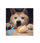 柴犬華ちゃん（個別スタンプ：1）