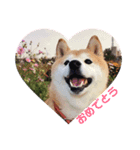 柴犬華ちゃん（個別スタンプ：2）