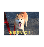 柴犬華ちゃん（個別スタンプ：3）