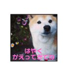 柴犬華ちゃん（個別スタンプ：4）
