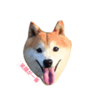 柴犬華ちゃん（個別スタンプ：5）
