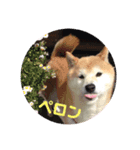 柴犬華ちゃん（個別スタンプ：6）