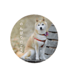 柴犬華ちゃん（個別スタンプ：7）