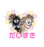 柴犬華ちゃん（個別スタンプ：8）