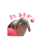 たれうさぎ もち ②（個別スタンプ：1）