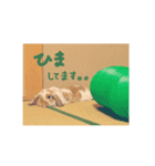 たれうさぎ もち ②（個別スタンプ：2）