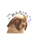 たれうさぎ もち ②（個別スタンプ：3）