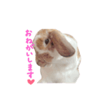 たれうさぎ もち ②（個別スタンプ：5）