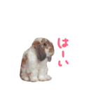 たれうさぎ もち ②（個別スタンプ：8）