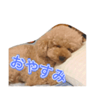 アロマの生活（個別スタンプ：5）