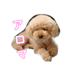 アロマの生活（個別スタンプ：16）