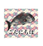 鯛釣り。海釣り。釣り人。（個別スタンプ：2）