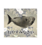 鯛釣り。海釣り。釣り人。（個別スタンプ：4）