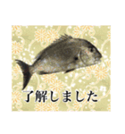 鯛釣り。海釣り。釣り人。（個別スタンプ：7）