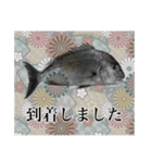 鯛釣り。海釣り。釣り人。（個別スタンプ：12）