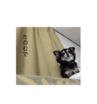 わが家のラムネたん1（個別スタンプ：5）
