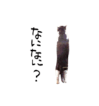 にょい（個別スタンプ：17）