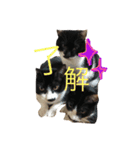 徳ネコさん（個別スタンプ：2）