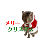 一言にゃ（個別スタンプ：3）