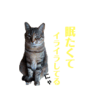 一言にゃ（個別スタンプ：5）