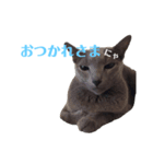 一言にゃ（個別スタンプ：7）