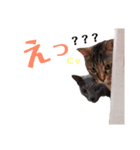 一言にゃ（個別スタンプ：8）