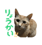ぽことぽんた（個別スタンプ：1）