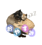 ぽことぽんた（個別スタンプ：2）