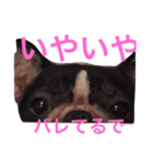 パトリック1（個別スタンプ：3）