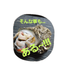 魚 龍 魚（個別スタンプ：6）
