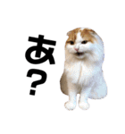 うちの猫たち(犬もいるよ)（個別スタンプ：1）
