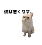 うちの猫たち(犬もいるよ)（個別スタンプ：2）