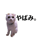 うちの猫たち(犬もいるよ)（個別スタンプ：3）