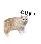 うちの猫たち(犬もいるよ)（個別スタンプ：4）