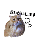 うちの猫たち(犬もいるよ)（個別スタンプ：6）