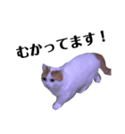うちの猫たち(犬もいるよ)（個別スタンプ：7）