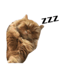 うちの猫たち(犬もいるよ)（個別スタンプ：8）