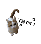 うちの猫たち(犬もいるよ)（個別スタンプ：10）